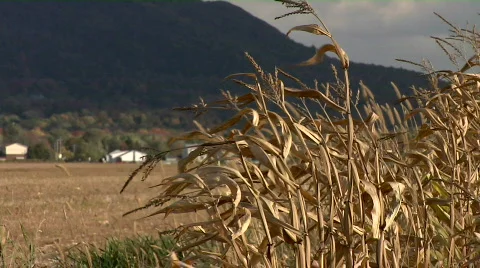 Corn field HD #2 動画素材 534946