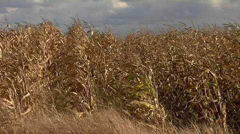Corn field HD 動画素材 535577