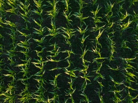 Corn field from the height of summer Stock Photos