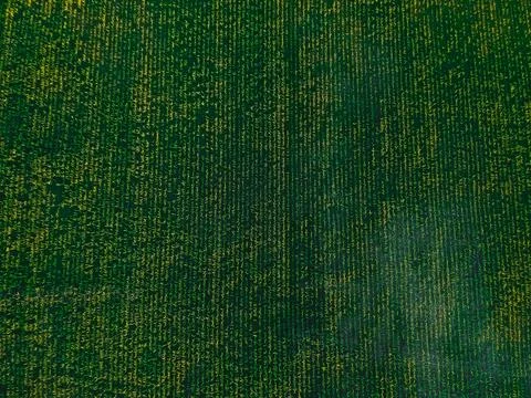 Corn field from the height of summer Stock Photos