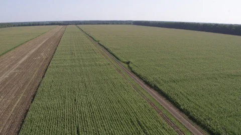 Corn field - high flight Vídeo Stock 123779048