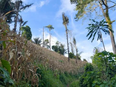 Corn Field on a Hillside with Palm Trees 스톡 사진