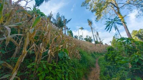 Corn Field on a Hillside with Trees 스톡 사진
