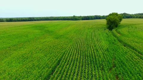 Corn field Illinois drone Stock Footage 93821770