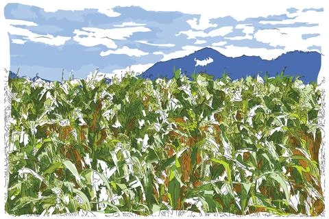 Corn field Stock Illustration