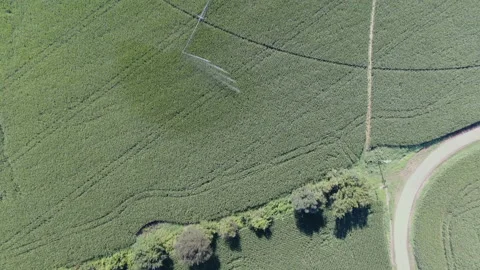 Corn field in Indiana drone Video stock 136690154