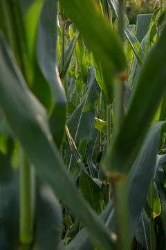 Corn Field Interior View with Layered Green Foliage Stock Photos