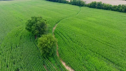 Corn field Iowa drone Stock Footage