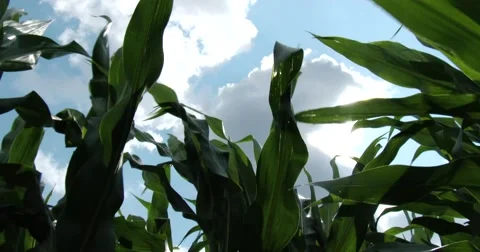 Corn Field - Iowa - Looking up to sky - 4k Stock Footage 51796095