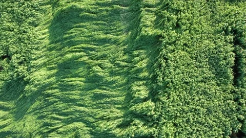 Corn field irrigation Stock Footage 166512975