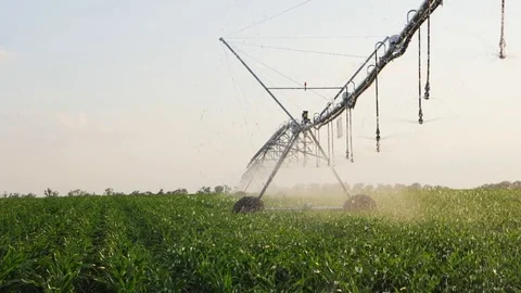 Corn Field With Irrigation System Video stock 77613914