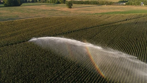 Corn field irrigation, water use in agriculture Stock-Footage 126180387