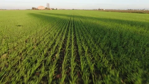 Corn field in Italy 스톡 동영상 134748192