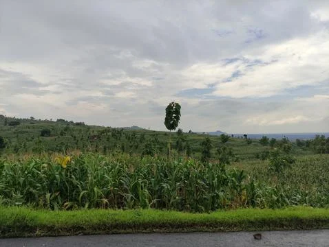 Corn field ,Jenu Village,East Java Stock Photos