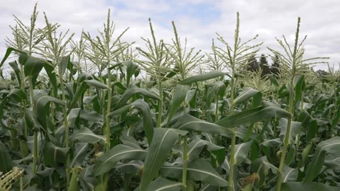 Corn field in July Video stock 247136789