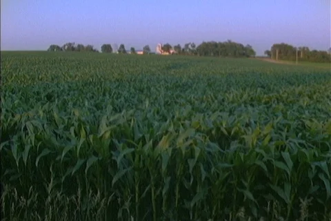 Corn field in July- sllight leaf movement Video stock 123020878