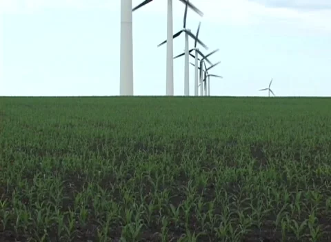 Corn Field in June tilt up to Wind Turbines Stock Footage 172507001