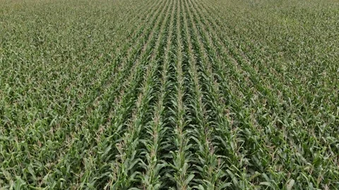 Corn Field Landscape Aerial Drone Forward Tracking Flight Manitoba Canada Stock Footage 345618958