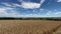 Corn field landscape with blue sky and clouds pan stock footage 4k or 4k+ Resolution