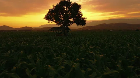 Corn field landscape at evening in countryside of Thailand Video stock 147606712