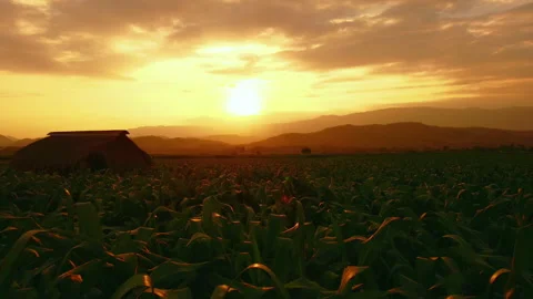 Corn field landscape at evening in countryside of Thailand Stock Footage 147606749