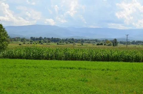 Corn Field Landscape Stock Photos