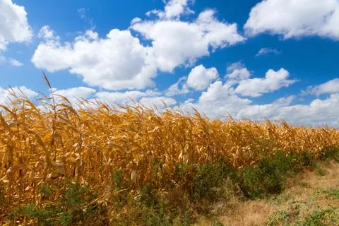 Corn field landscape Stock Photos