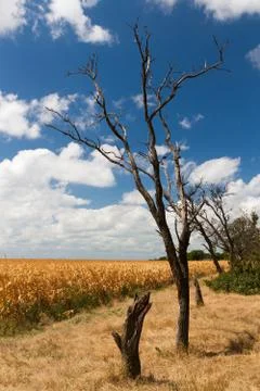 Corn field landscape Stock Photos