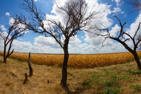 Corn field landscape Stock Photos