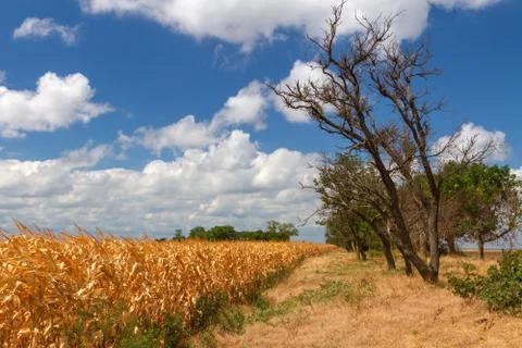 Corn field landscape Stock Photos