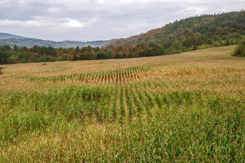 Corn field landscape Stock Photos