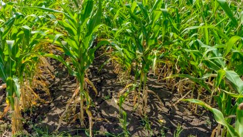Corn field in late summer in a horizontal plane Stock Photos