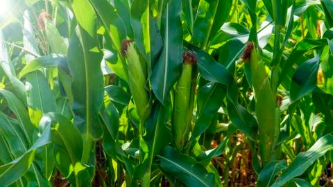Corn field in late summer in a horizontal plane Stock Photos