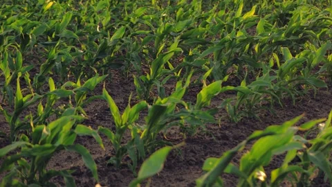 Corn field leaf sprout green, agriculture, fresh corn sprout agriculture field Stock Footage 244796530