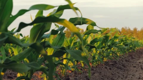 Corn field leaf sprout green sunset, agriculture, fresh corn sprout agriculture Stock Footage 245258973