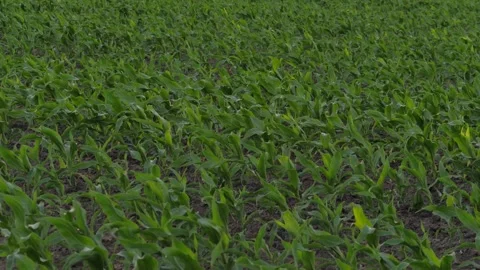Corn field leaf sprout green, agriculture, fresh corn sprout agriculture field Stock Footage 246185738