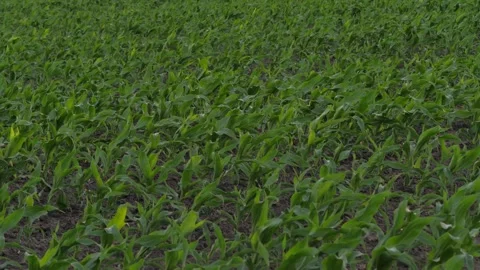 Corn field leaf sprout green, agriculture, fresh corn sprout agriculture field Stock Footage 247126844