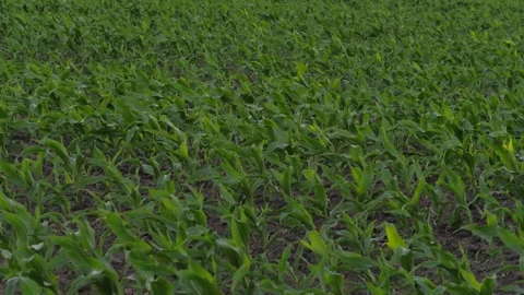 Corn field leaf sprout green, agriculture, fresh corn sprout agriculture field Stock Footage 247860584