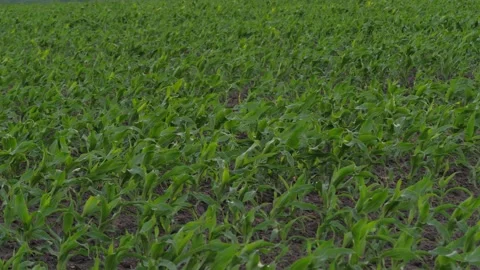 Corn field leaf sprout green, agriculture, fresh corn sprout agriculture field Video stock 248126526