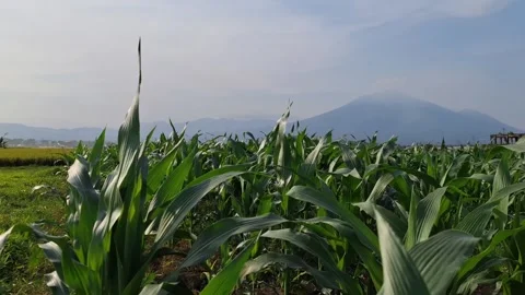 Corn field with leaves blown by the breeze with a backdrop of mountain scenery Stock Footage 288626727