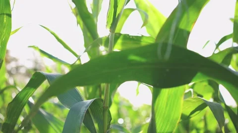 Corn Field Leaves in Sunset Close-Up 3 Stock Footage 164367377
