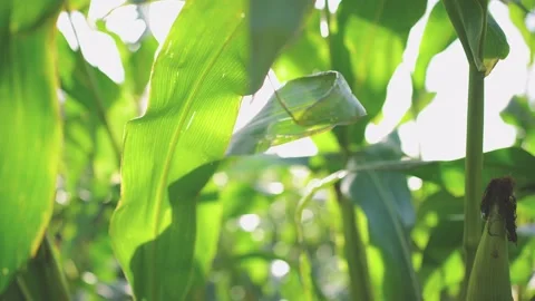 Corn Field Leaves in Sunset Close-Up 2 Stock Footage 164367392