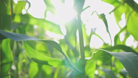 Corn Field Leaves in Sunset Close-Up 1 Stock Footage 164367437