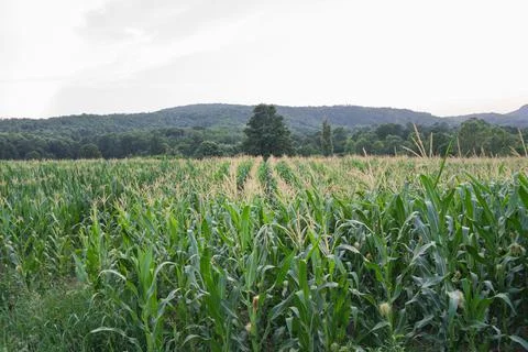 The corn field lines, forest and mountains in the background Stock Photos