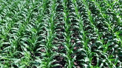 Corn Field Low Fly Reveal Stock Footage 64558999