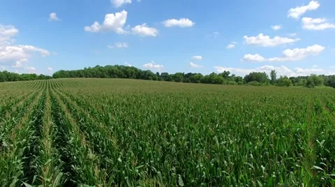 Corn Field Low Fly Reveal Stock Footage 64574559
