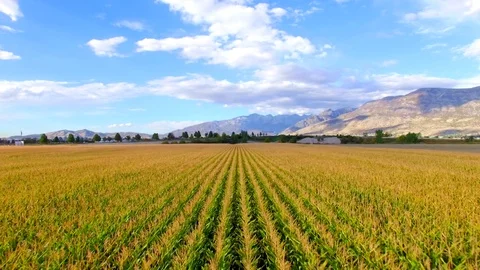 Corn Field Low Flyover Backwards Vídeos de archivo 70865760