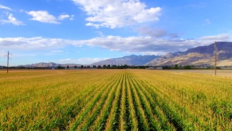 Corn Field Low Flyover Right to Left Vídeos de archivo 70866021