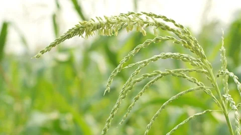 Corn field Maize flowers in the field. Stock Footage 94266299