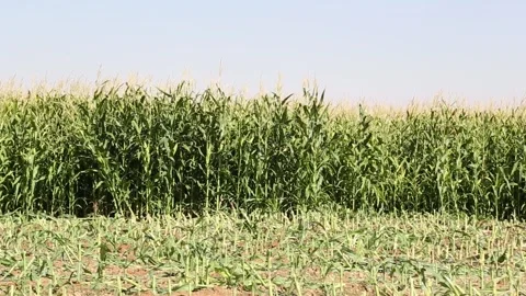 Corn field with mature corn stalks ready for harvest on a sunny day 스톡 동영상 318832158